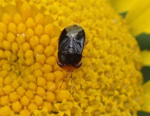 Geocoris erythrocephalus